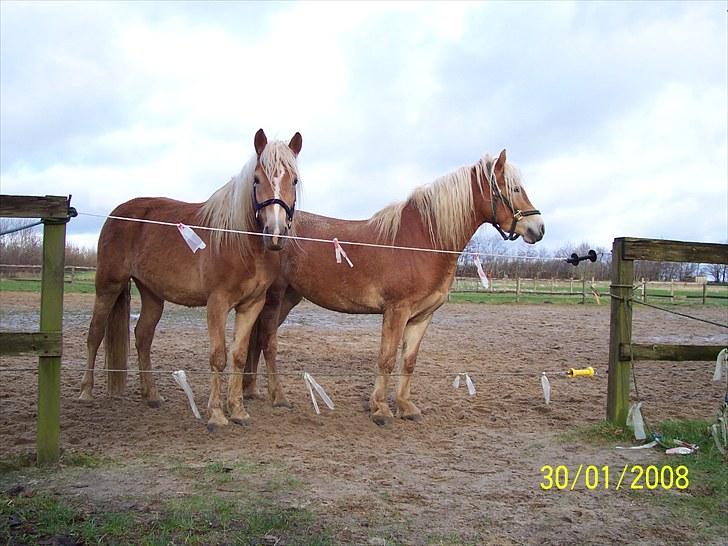 Haflinger Mon-Cherie af Mosegaarden billede 9