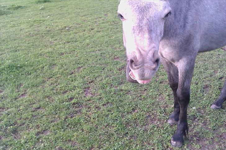 Connemara <3Asasara Hugin<3 - Overbidet billede 8