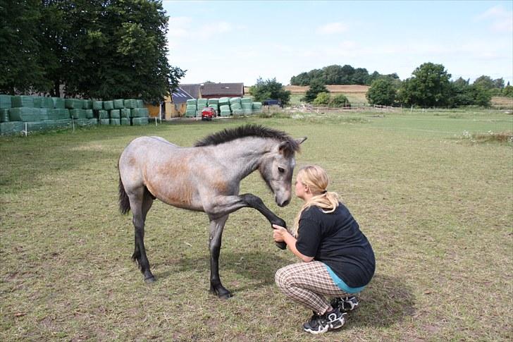 Connemara <3Asasara Hugin<3 - Se, hva jeg kan moar.. billede 9