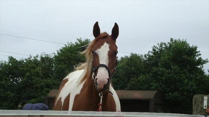 Anden særlig race Lady Libell *solgt på afb.* billede 2