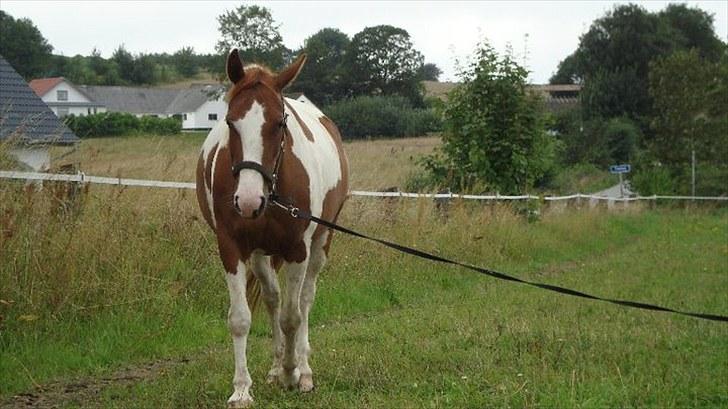Anden særlig race Lady Libell *solgt på afb.* billede 13