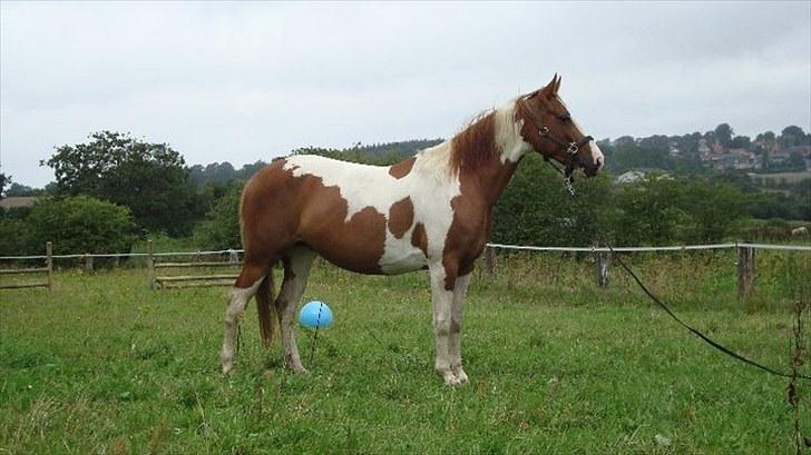 Anden særlig race Lady Libell *solgt på afb.* billede 14