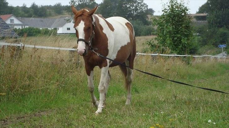 Anden særlig race Lady Libell *solgt på afb.* billede 15