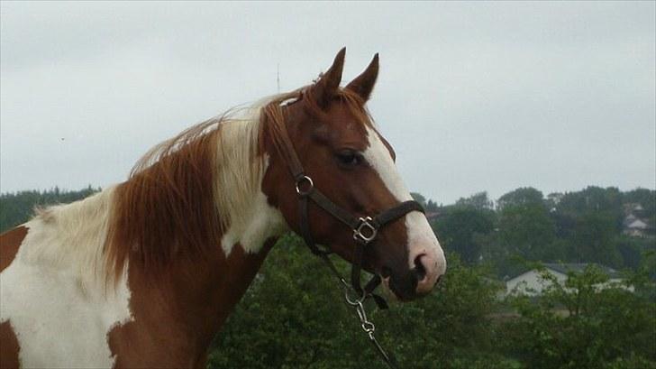 Anden særlig race Lady Libell *solgt på afb.* billede 16