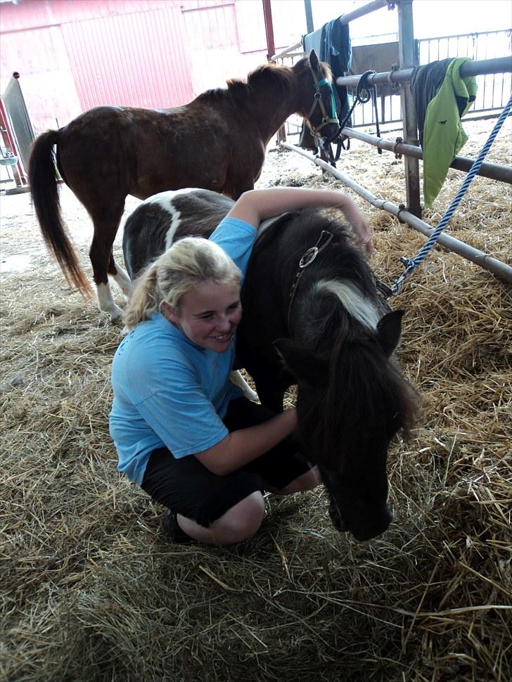 Shetlænder Mimmi - Line og Mimmi : ) billede 16