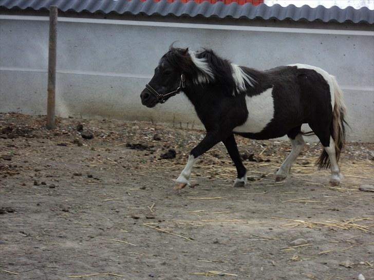 Shetlænder Mimmi - afsted det går : ) haha billede 17