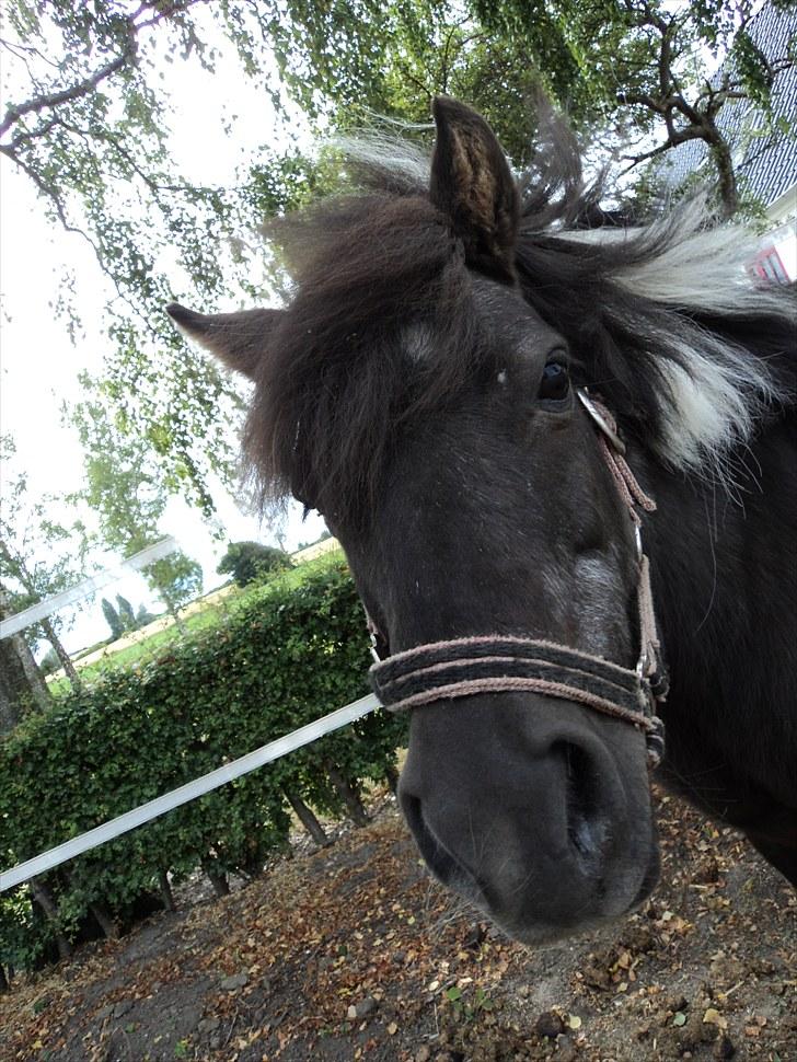 Shetlænder Mimmi - Mimmi < 3 billede 18