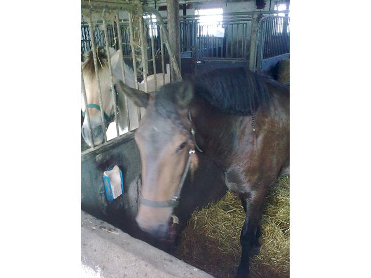 {{currentPhoto.altText}} billede {{currentPhoto.number}}