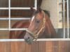 Holstener Cassiopeia R.I.P