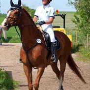 Dansk Varmblod Dalvangs Champion