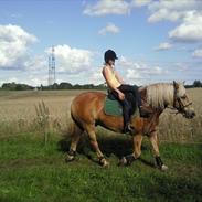 Haflinger Morten