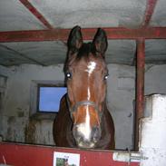 Dansk Varmblod Temple-Star (Piaff) R.I.P