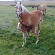 Haflinger Quirl