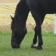 Oldenborg Fernando af solgaarden.