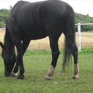 Oldenborg Fernando af solgaarden.