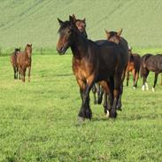 Anden særlig race Lille KLaus