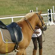 Haflinger drike passer