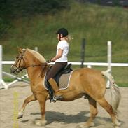 Haflinger drike passer