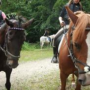 Knabstrupper Knapnok Part