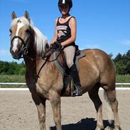 Haflinger Lucky