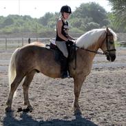 Haflinger Lucky