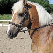 Haflinger Lucky