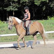 Haflinger Lucky