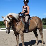 Haflinger Lucky