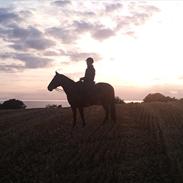 Quarter Sugar Belle Charisma