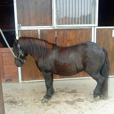 Shetlænder Samson <3 RIP <3