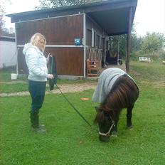 Shetlænder Samson <3 RIP <3