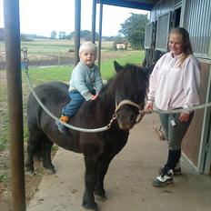 Shetlænder Samson <3 RIP <3
