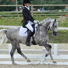 Welsh Pony (sec B) Bjerregaards Hamos 