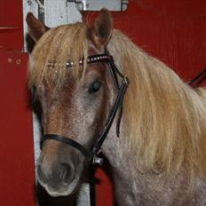 Miniature Little Sensation