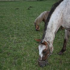 Miniature Little Sensation