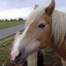 Haflinger Quirl