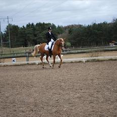Anden særlig race Mitzi - Solgt