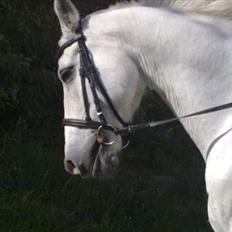 Anden særlig race † Sirbastian *soulmate* R.I.P †