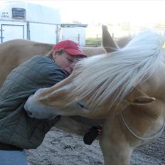 Haflinger Hedevang's Nina **solgt**