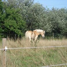 Haflinger Hedevang's Nina **solgt**