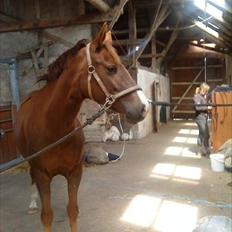 Anden særlig race Mylady