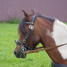 Pinto Flødekjærgårds Frøya PIN 