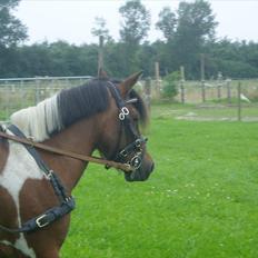 Pinto Flødekjærgårds Frøya PIN 