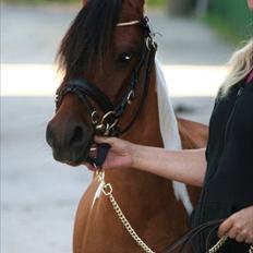 Pinto Flødekjærgårds Frøya PIN 