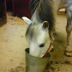 Hollandsk Sportspony Blue moon