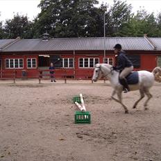 Hollandsk Sportspony Blue moon