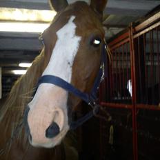 DSP Kaktus (Kake/Kaka) Gl. part