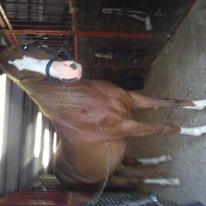 DSP Kaktus (Kake/Kaka) Gl. part