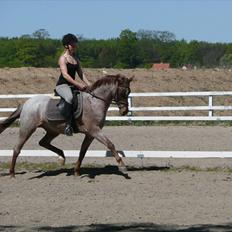 Welsh Pony (sec B) Bjerregårds Eros