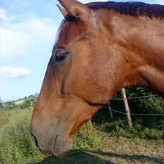 Holstener ARMANI CODE